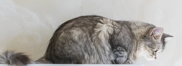 Piękny kot rasy syberyjskiej. Zwierzątko adorable zwierząt gospodarskich, hipoalergiczne kotek — Zdjęcie stockowe