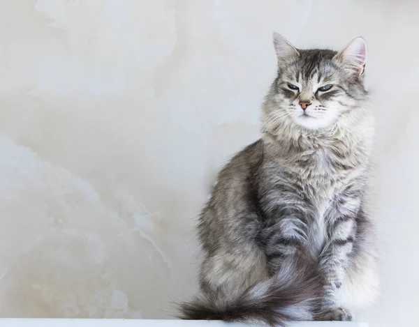 Lovable cat of siberian breed.Adorable pet of livestock, hypoallergenic kitten — Stock Photo, Image