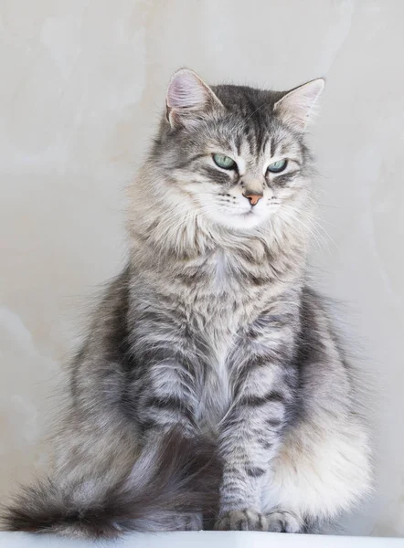 Doce gato de cabelos longos da raça siberiana.Beleza animal de estimação de gado, gatinho hipoalergênico — Fotografia de Stock