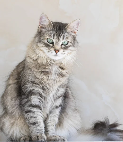 Beautiful long haired cat of siberian breed.Adorable pet of livestock, hypoallergenic animal Stock Image