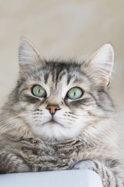 Güzel uzun saçlı pet Sibirya doğurmak. Hayvancılık, hipoalerjenik yavru kedi, sevimli kedi