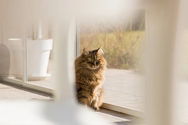 Adorabile gatto siberiano dai capelli lunghi di bestiame in relax all'aperto — Foto Stock