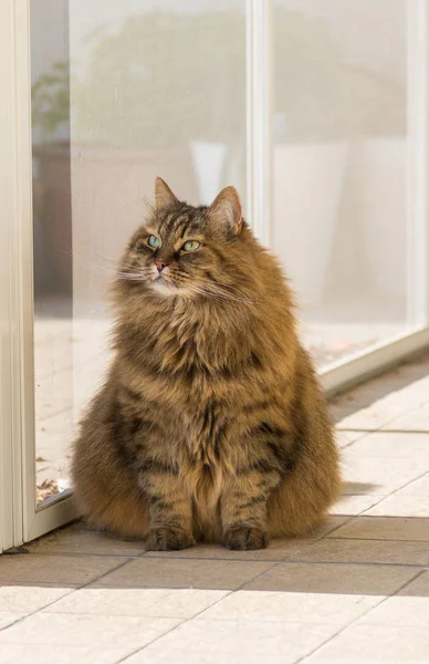 Lindo Gatito Hipoalergénico Jardín Raza Siberiana — Foto de Stock