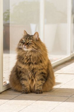 Çok güzel uzun saçlı siberian kedi ve Hayvancılık, relax açık
