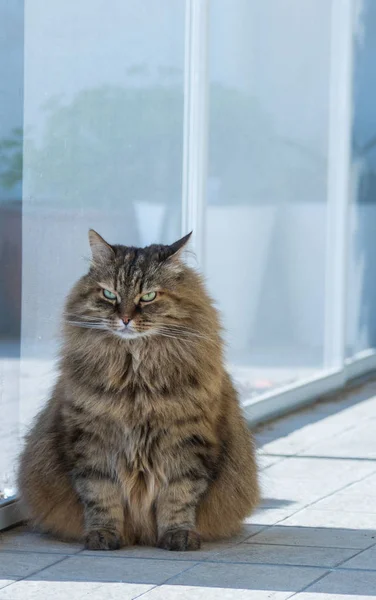 Çok güzel uzun saçlı siberian kedi ve Hayvancılık, relax açık — Stok fotoğraf