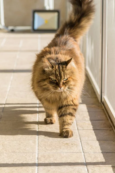 Adorable long haired siberian cat of livestock in relax outdoor — Stock Photo, Image