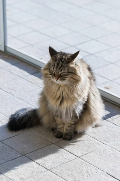 Αξιολάτρευτο Σιβηρίας μακρυμάλλη γάτα του ζωικού κεφαλαίου σε χαλαρώσουν υπαίθρια — Φωτογραφία Αρχείου