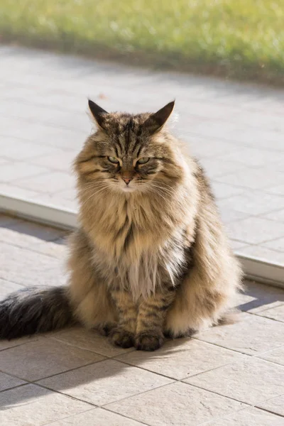 かわいい長い髪のシベリア猫の家畜のリラックス屋外 — ストック写真