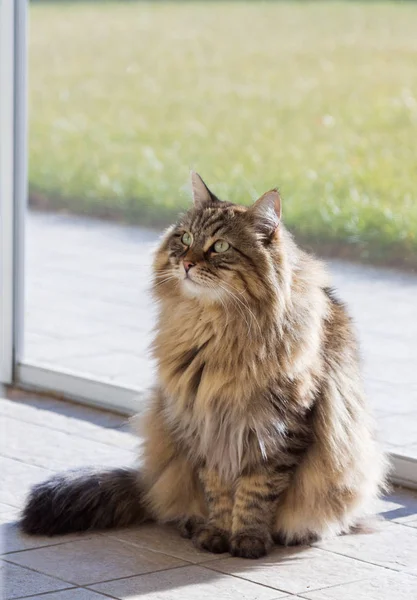 Adorável gato siberiano de cabelos longos de gado em relaxar ao ar livre — Fotografia de Stock