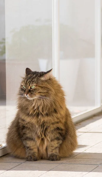 Çok güzel uzun saçlı siberian kedi ve Hayvancılık, relax açık — Stok fotoğraf