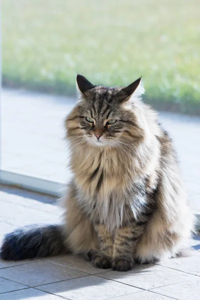 Cute hypoallergenic kitten on the garden, siberian breed