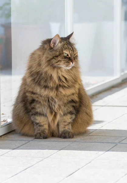 Adorable gato siberiano de pelo largo de ganado en relajarse al aire libre — Foto de Stock