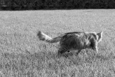 Sibirya cat gümüş saçlı yeşil çimen, uzun saçlı pet Tarih: