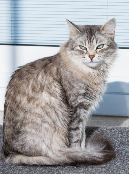 Graue sibirische Katze im Freien, langhaariges Haustier — Stockfoto