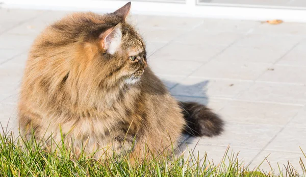 Γάτα Σιβηρίας εξωτερική στο καφέ κατοικίδιο ζώο χλόη πράσινη, μακριά μαλλιά — Φωτογραφία Αρχείου