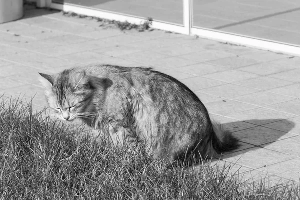 Сибирский котенок на открытом воздухе на траве зеленый, длинноволосый питомец — стоковое фото