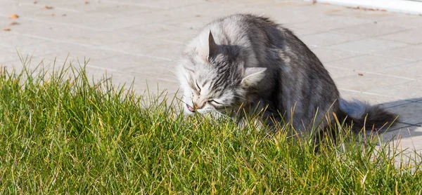 Siberian kedi açık yemek yeşil çimen, uzun saçlı evde beslenen hayvan