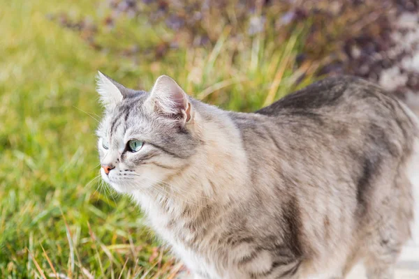 Sibirisk katt utomhus på grass grön, långhårig grå pet — Stockfoto