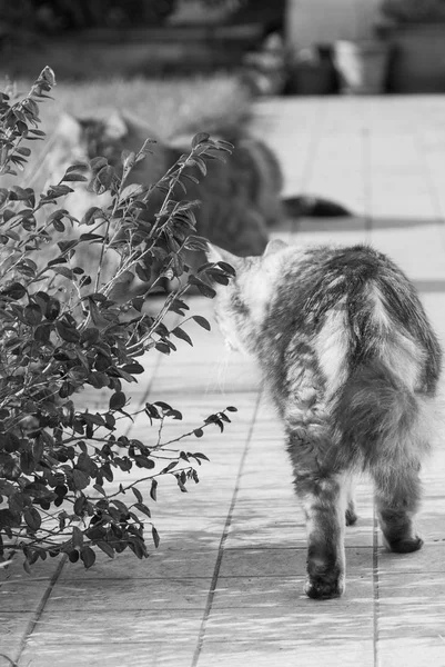 Сибирские кошки на открытом воздухе на траве зеленые, длинноволосые домашние животные — стоковое фото