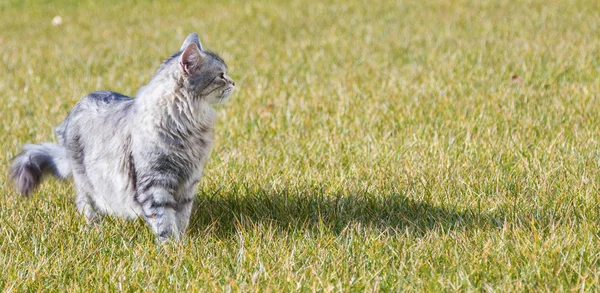 Сибирский кот на открытом воздухе, длинноволосый питомец с серебряными волосами — стоковое фото