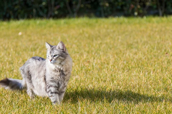 Siberian cat on the grass green, long haired pet with grey hair — Stock Photo, Image