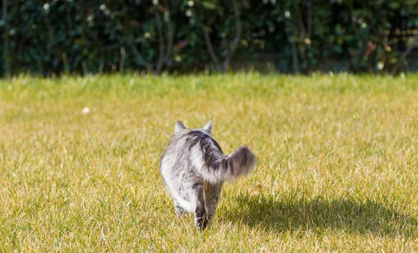 Kot syberyjski chodzenie zewnątrz na długie włosy, trawa zielony zwierzę — Zdjęcie stockowe