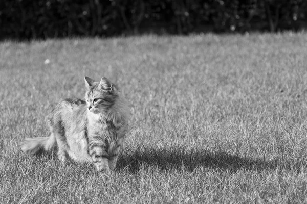 Sibiřská kočka venkovní na jablkově zelená, nadýchané stříbrné pet — Stock fotografie