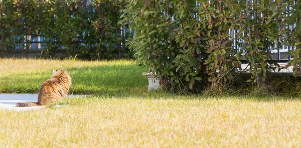 Siberische kat buiten op de grass groen, bruin makreel-versie — Stockfoto