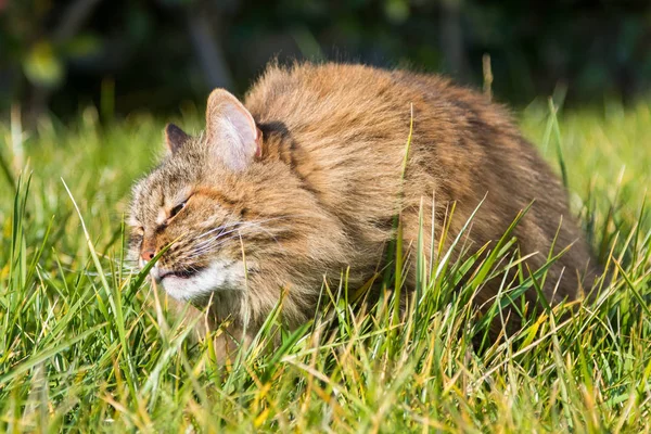 야외 풀을 먹는 하는 연두색, 긴 머리 애완 동물에 시베리아 고양이 — 스톡 사진