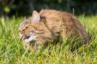 Bahçe, Sibirya safkan ve Hayvancılık güzel kedi. Hipoalerjenik hayvan