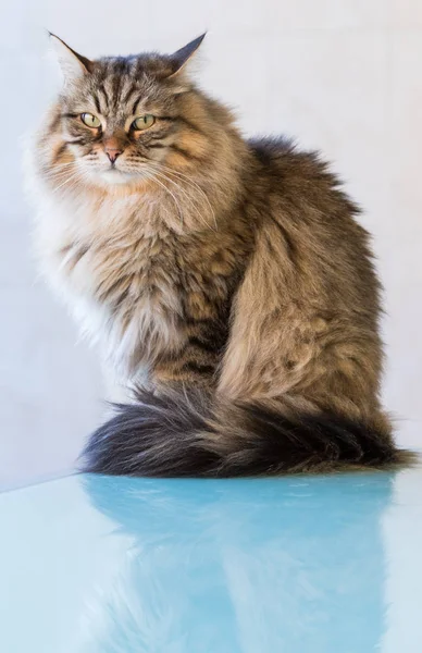 Söt Sibirisk katt av boskap i koppla av utomhus på ett glasbord — Stockfoto