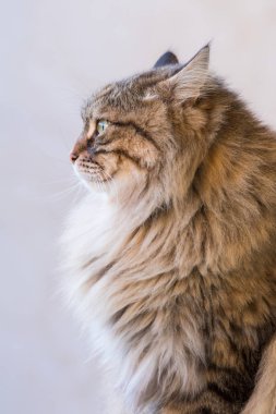Hayvancılık ihale siberian kedi relax açık, kahverengi tabby erkek