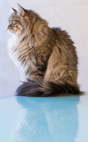 Kot syberyjski adorable zwierząt gospodarskich, siedział na stole — Zdjęcie stockowe