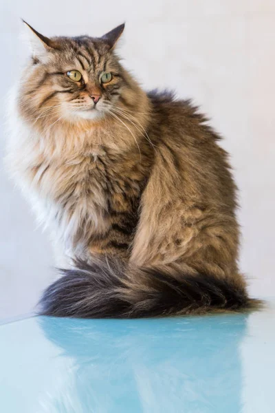Pretty siberian cat of livestock in relax outdoor — Stock Photo, Image