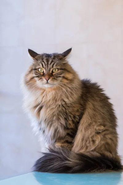 家畜の愛らしいシベリア猫リラックス屋外、かわいい男女 — ストック写真