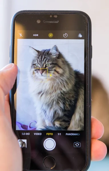Adorable siberian cat of livestock, photographed with a smartphone