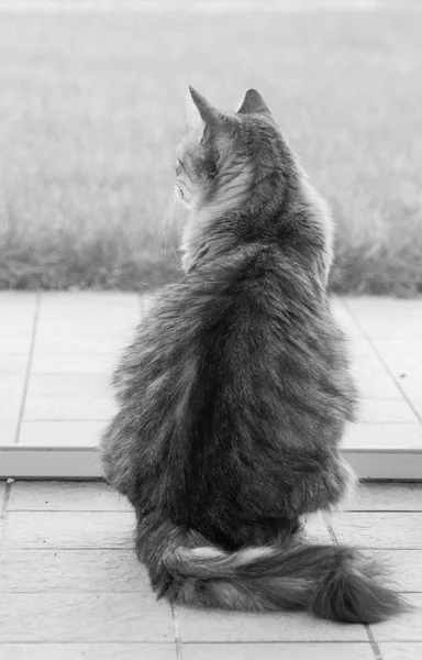 Gato siberiano adorável de gado em relaxar ao ar livre em um jardim — Fotografia de Stock