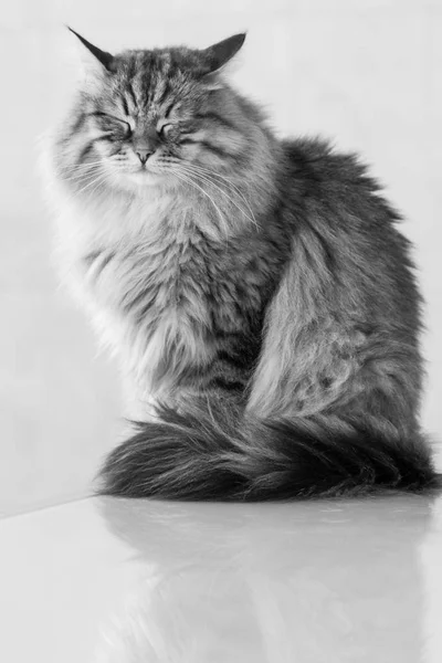 Γάτα Σιβηρίας ομορφιά των ζώων να χαλαρώσουν υπαίθρια — Φωτογραφία Αρχείου