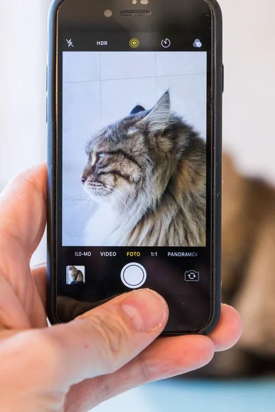 Adorable siberian cat of livestock in relax, take a photo with smartphone