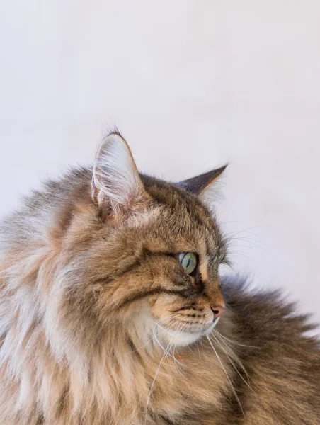 Adorable siberian cat of livestock in relax outdoor — Stock Photo, Image