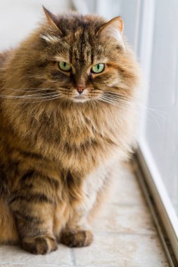 Bir bahçe, Sibirya cins ve Hayvancılık sevimli kedi