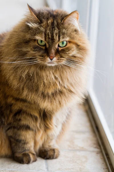 Bir bahçe, Sibirya cins ve Hayvancılık sevimli kedi — Stok fotoğraf