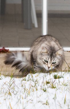 Sibirya doğurmak kış bahçesinde gümüş uzun saçlı kedi
