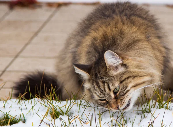 Castaño gato de pelo largo de raza siberiana en el jardín en invierno — Foto de Stock