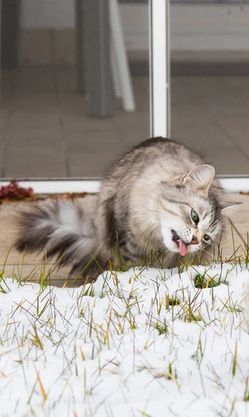 겨울 시간에 정원에서 시베리아 품종의 회색 장 발 고양이 — 스톡 사진