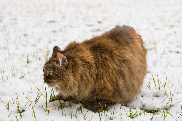 Bonito animal de estimação de cabelos longos de gato siberiano no jardim no tempo de inverno — Fotografia de Stock