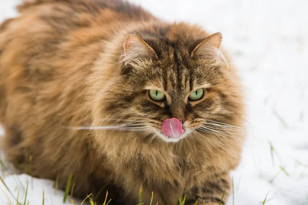 Hermoso gato de pelo largo de raza siberiana en el jardín en invierno, lamiendo labios —  Fotos de Stock