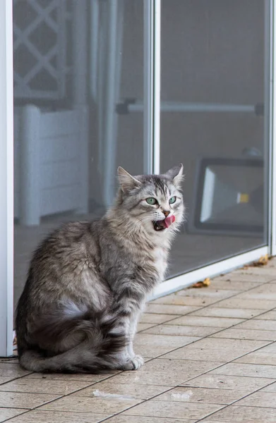 Carino gatto dai capelli di razza siberiana in giardino in inverno — Foto Stock