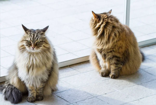 Koty syberyjskie urocza zwierząt gospodarskich w zrelaksować się w ogrodzie, długie włosy — Zdjęcie stockowe