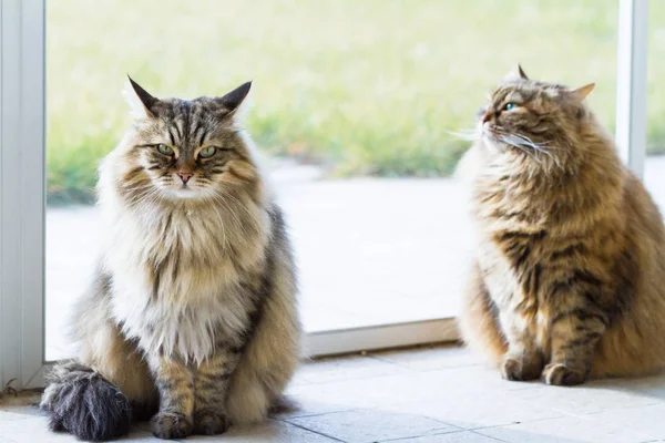Koty syberyjskie piękno zwierząt gospodarskich w zrelaksować się w ogrodzie, długie włosy — Zdjęcie stockowe